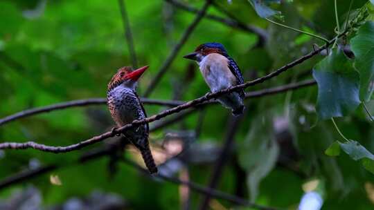 左边的母鸟和右边的雄鸟面对面交谈