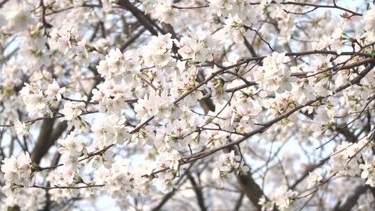 湖南衡阳岳屏公园樱花晚樱