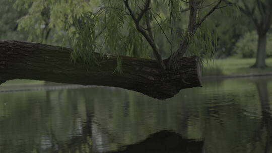 横斜在水面上的树干