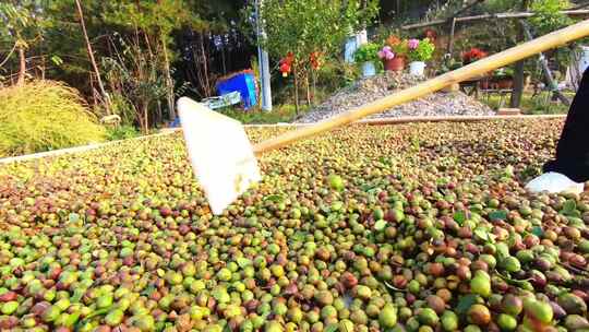 油茶树油茶果油茶基地实拍视频素材模板下载