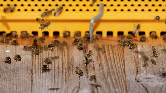 蜜蜂养蜂人