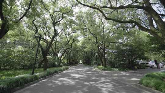 上海西郊宾馆树林视频素材模板下载