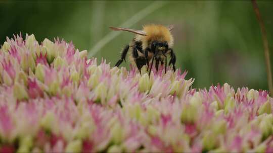 Carder Bee，昆虫，授粉，石杉