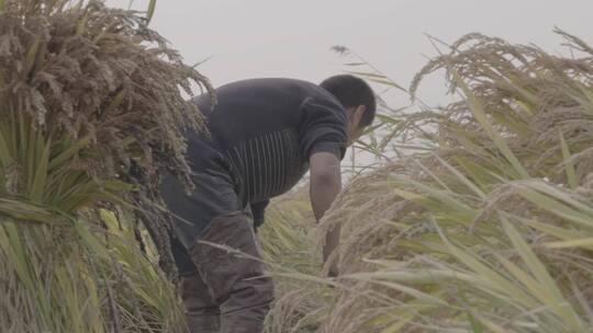 水稻收割水稻慢镜LOG视频素材