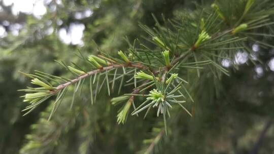 实拍绿色植物鲜花