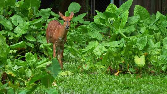 一只雌性尼亚拉（Tragelaphus