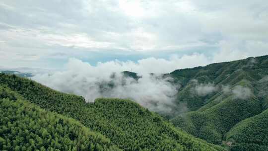 信宜平塘马安竹海云雾航拍