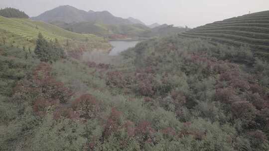 茶山 茶园 采茶