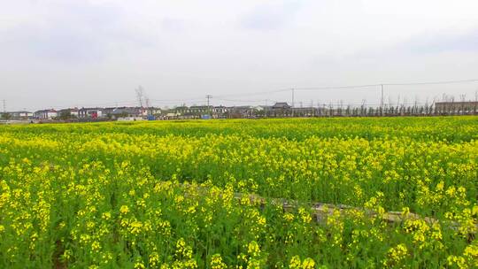 新农村春季油菜花地航拍素材