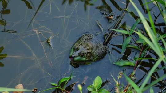 水里的牛蛙