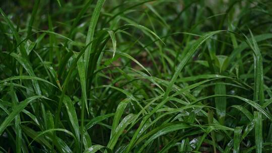 下雨草丛小草