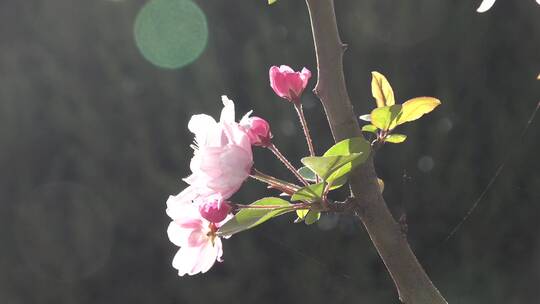 逆光下绚丽的西府海棠花1