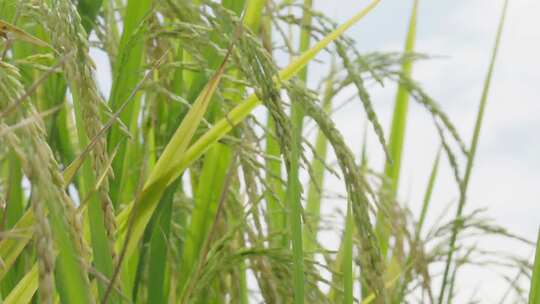 美丽的田野，收获前的水稻