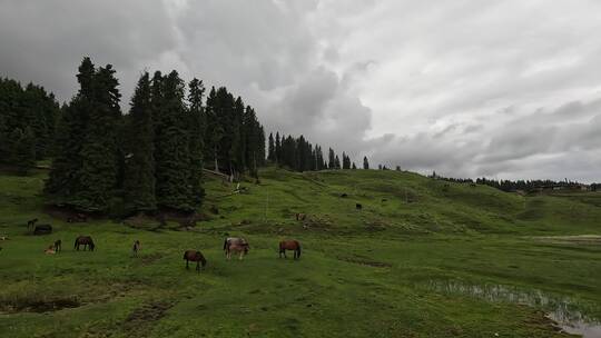 新疆草原牛羊天空风景空镜视频素材