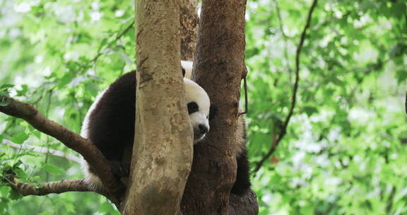国宝大熊猫在树上玩耍
