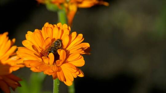 3611_蜜蜂给花授粉