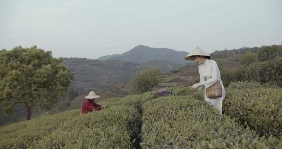 两个女人在地里采摘茶叶