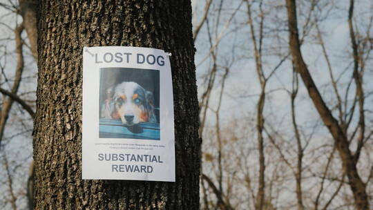 牧羊犬失踪的海报