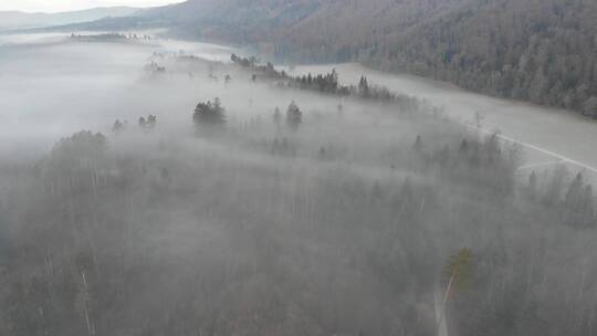 航拍被浓雾包裹的森林