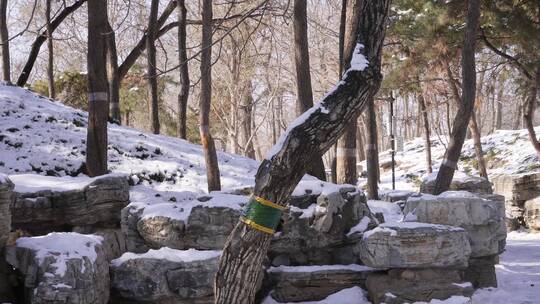 落雪假山石岩石圆明园雪景 ~