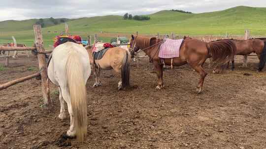 围栏里的马旅游骑马体验