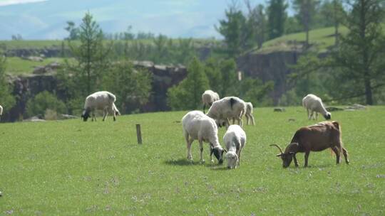 一群山羊在平原上吃草视频素材模板下载