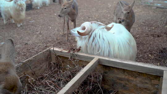 冬季羊吃草畜牧业养殖