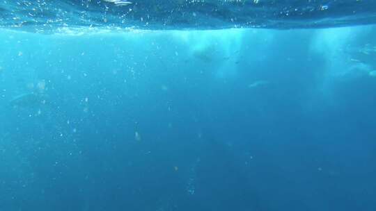 海洋生物在水下游泳