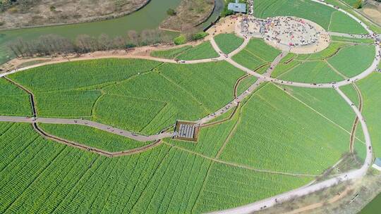 安宁市螳螂川油菜花海航拍