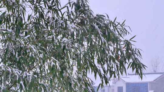 下雪雪景田野树木树林树枝雪花飘落