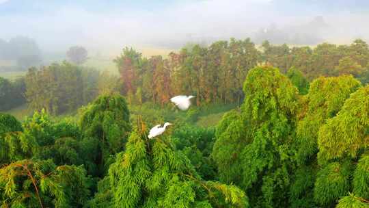白鹭 鸟 生态 竹林