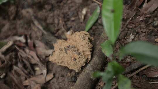 雨林植被4K实拍视频