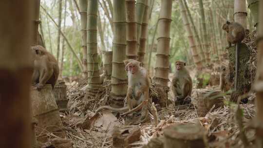 竹林里的猴群
