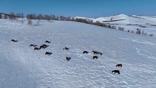 航拍雪原牧场上的马群