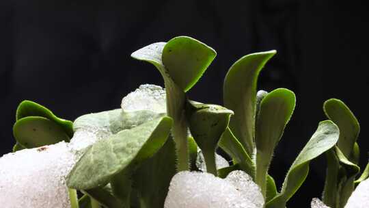 幼苗破土而出 生长的植物 种子成长