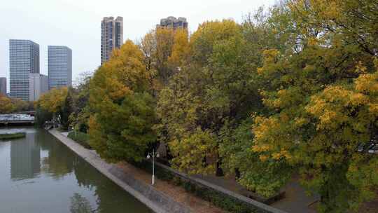 天津运河秋季城市公园风光