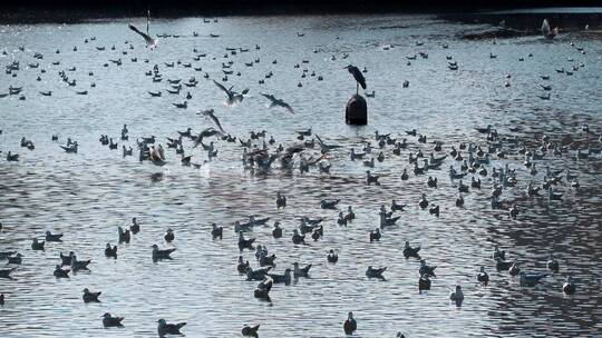 城市海鸥昆明盘龙江水面上成群的红嘴鸥剪影