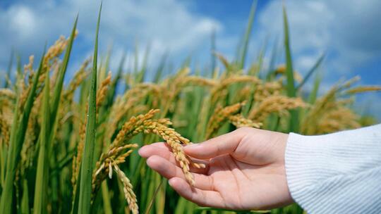 水稻 稻田 抚摸稻穗