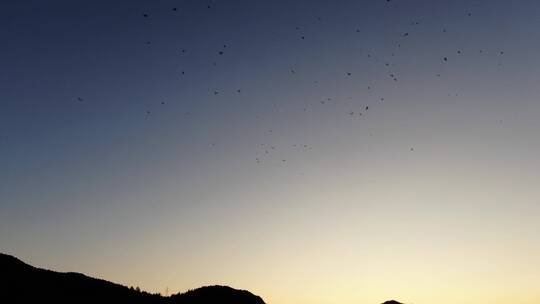 航拍空中聚集的大量燕子