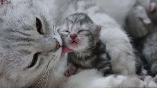 猫妈妈和小猫