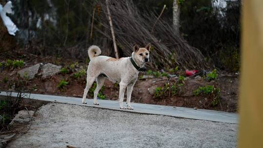 狂吠的农村中华田园犬