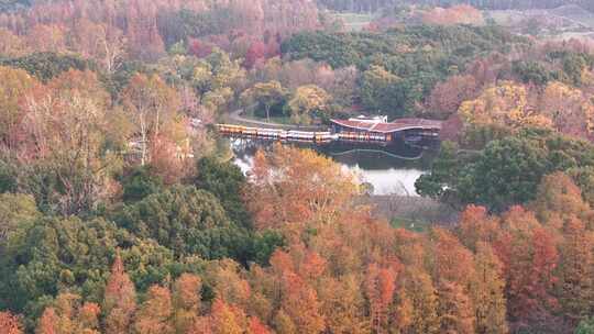 上海秋天风景 共青森林公园秋景