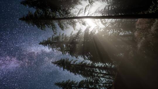 森林上空的银河系