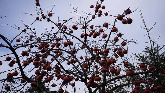 秋天秋季成熟柿子果实