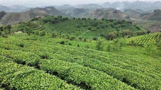 茶叶茶园茶场航拍