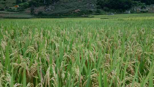乡村振兴农村水稻种植粮食安全