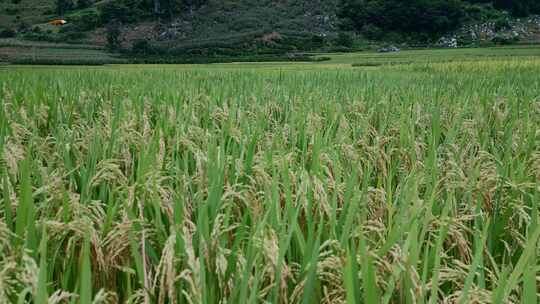 乡村振兴农村水稻种植粮食安全视频素材模板下载