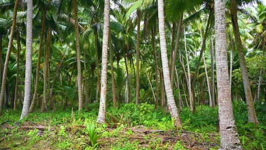 海南文昌东郊椰林生长的椰树视频素材模板下载