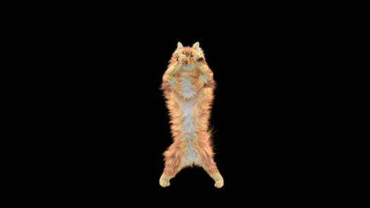 卡通猫锻炼身体动画视频素材模板下载