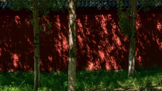 红墙树影斑驳